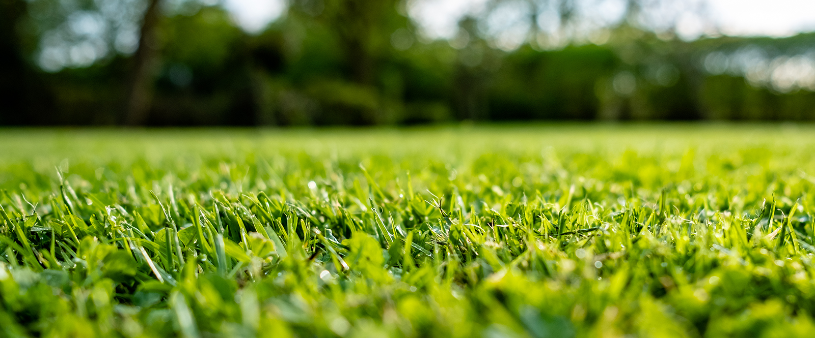 Want a picture perfect lawn?