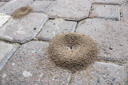 The signs of an ant invasion