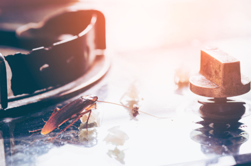 The signs of unwelcome guests