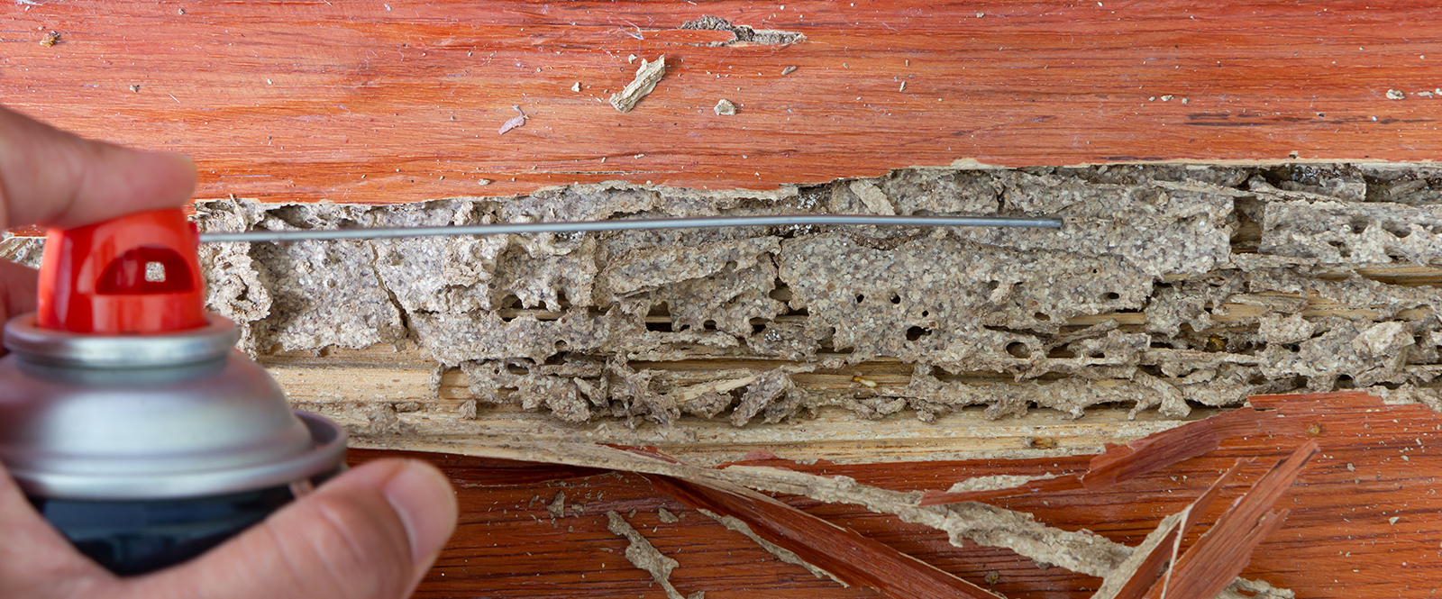 Termites pest control