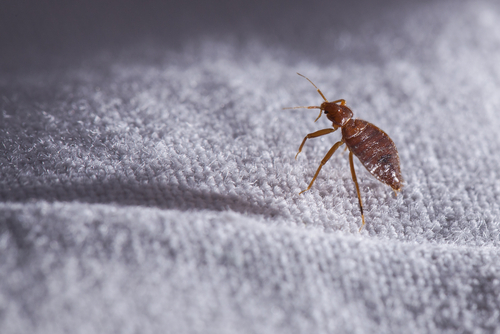 How to find out if you have bed bugs