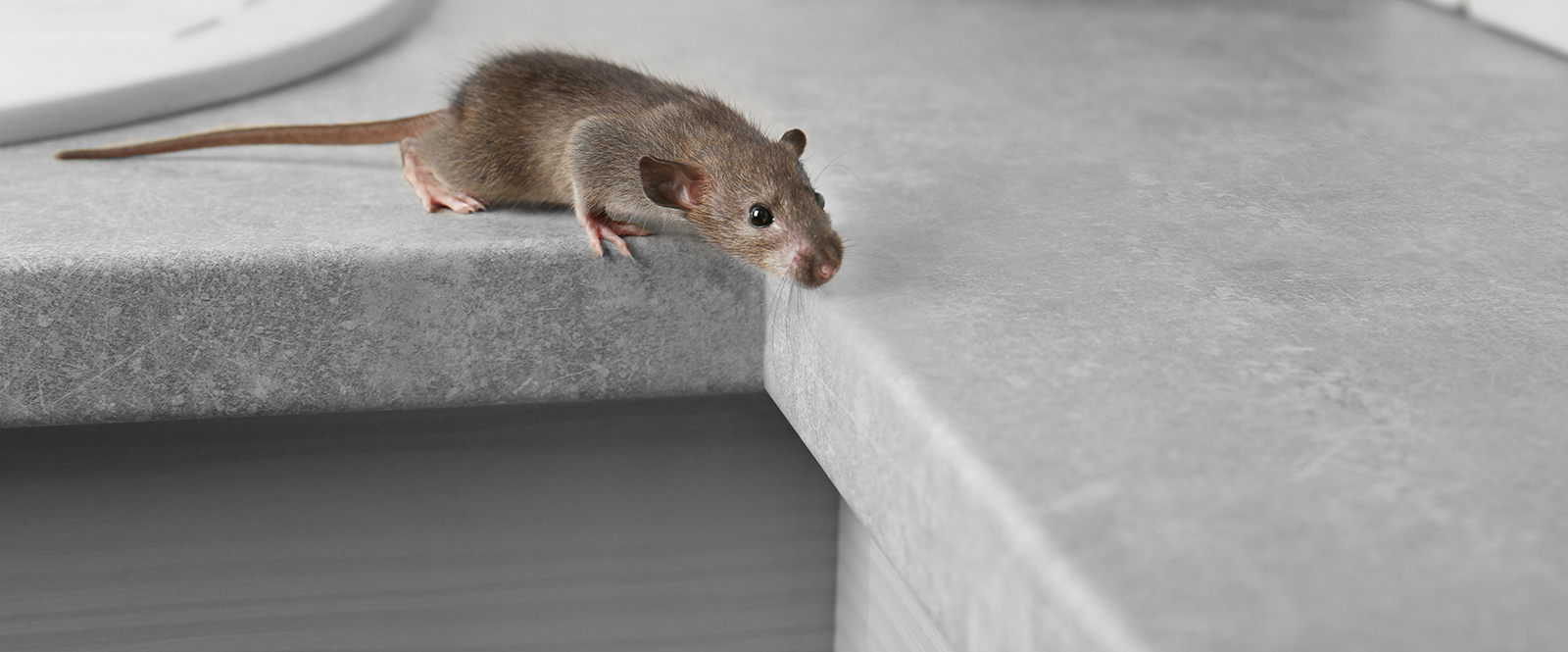 Rats and mice pest control