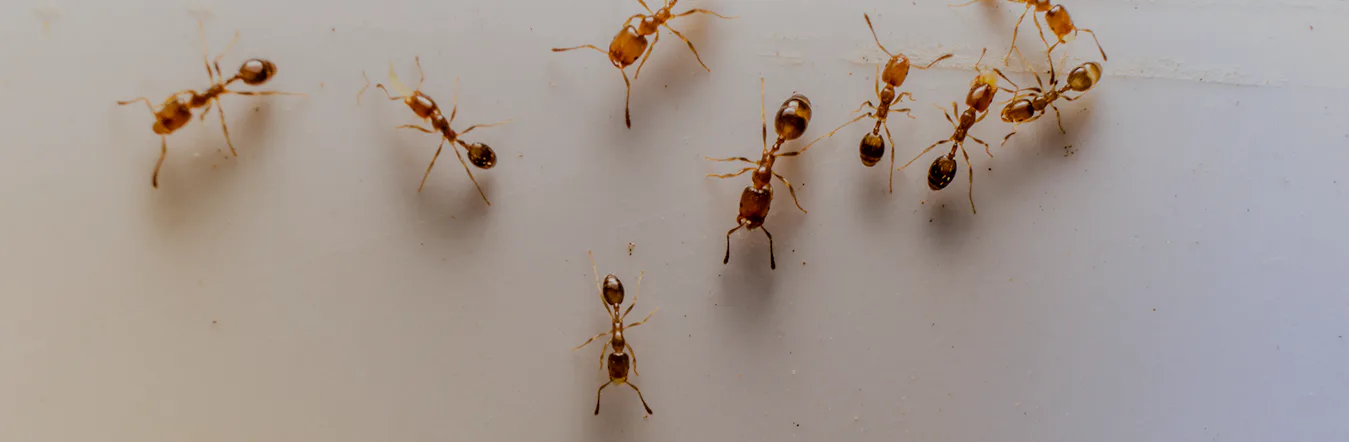 Book ant pest control in Dubai