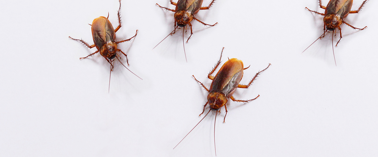 Cockroach pest control