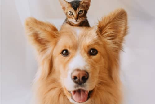 Mobile grooming services near you in Dubai