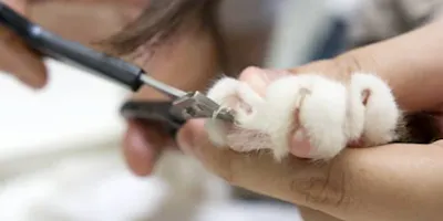 Pet grooming