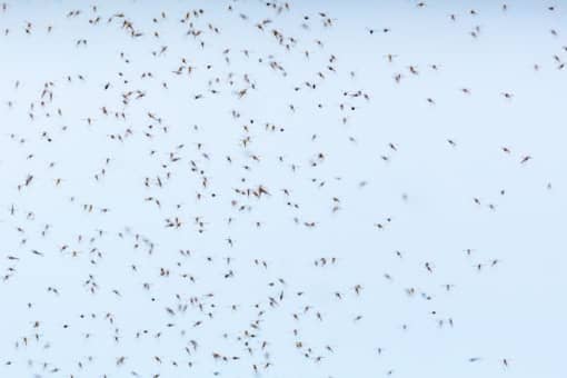 Price of Mosquito Pest Control in Dubai