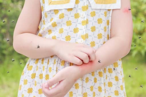 Signs of Mosquitoes in Your Home