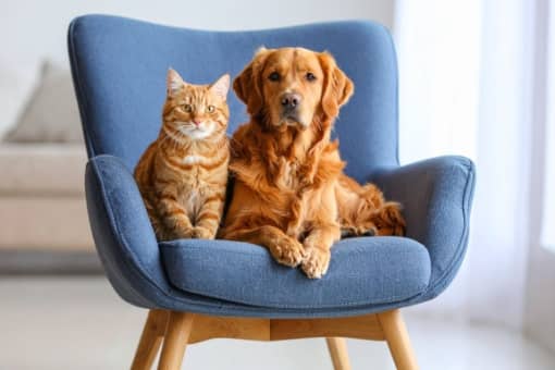 Personalized Mobile Pet Care at Home