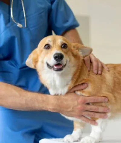Looking for a Mobile Vet in Dubai? Mobile