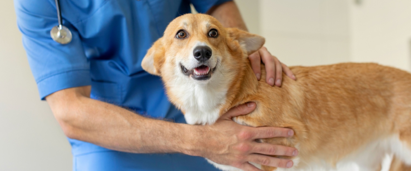 Looking for a Mobile Vet in Dubai?