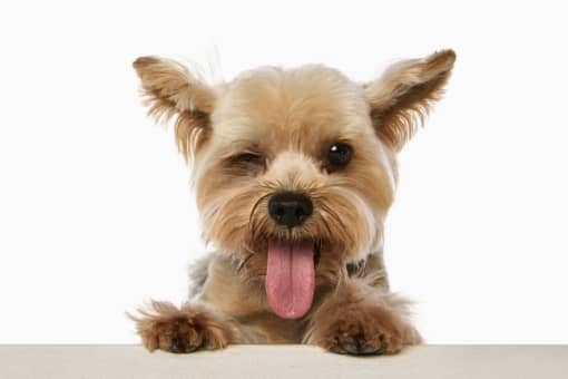 Cost of Home Vet Services in Dubai