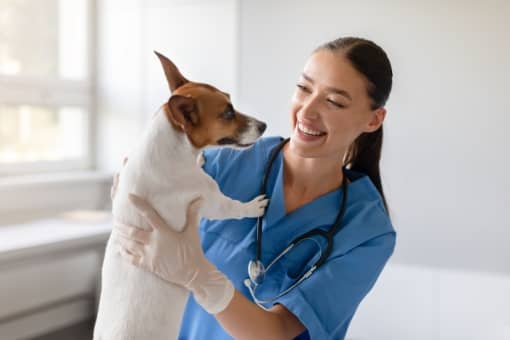 Vet Consultation at Home